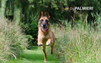 Come prendersi cura del proprio cane in modo sostenibile: amore, attenzione e scelte consapevoli.