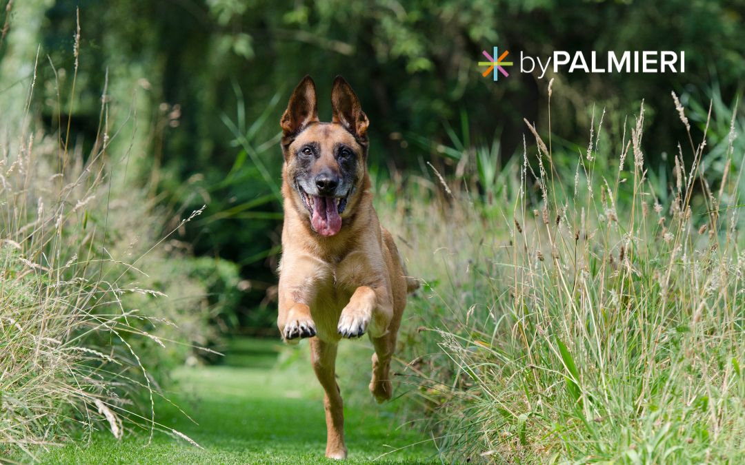 Come prendersi cura del proprio cane in modo sostenibile: amore, attenzione e scelte consapevoli.
